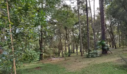 Chácara / sítio à venda na Rua Francisco Caetano Coradin, São Dimas, Colombo, 7980 m2 por R$ 599.300