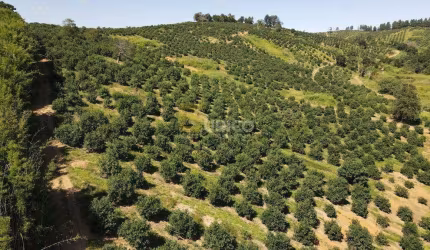 Fazenda à venda no Bairro Vale da Grama em São Sebastião da Grama/SP