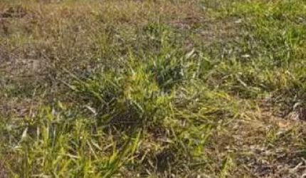 Terreno à venda no Nova Jaguariúna em Jaguariúna/SP