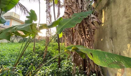 Terreno para Venda em Florianópolis, Santa Mônica