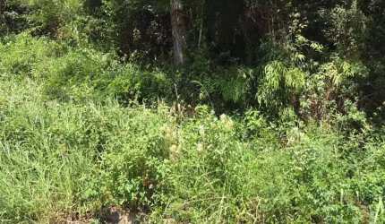 Terreno para Venda em Florianópolis, Itacorubi