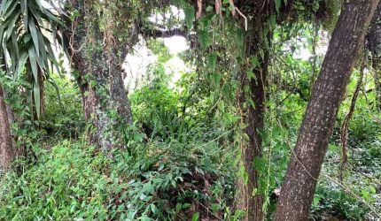 Terreno para Venda em Florianópolis, Jurerê Internacional