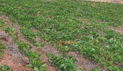 Fazenda à venda, 350 alqueires por R$ 128.000.000 - Região de Itapetininga/SP
