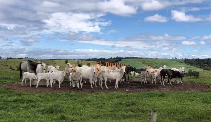 Fazenda à venda, 87 Alqueires por R$ 22.000.000 - Alambari/SP