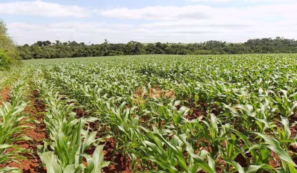 Sítio à venda, 38 Hectares por R$ 2.550.000