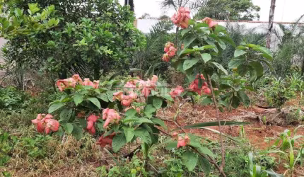 CHÁCARA à venda, MORADA NOVA - Uberlândia/MG