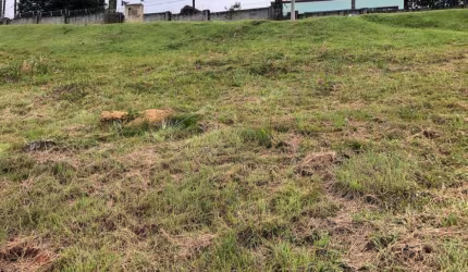 Terreno Condomínio em Campos do Jordão