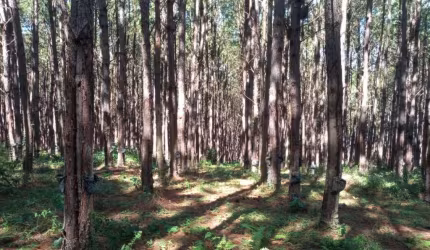 *FLORESTA DE PINUS EM CAPÃO BONITO-SP*   - Área total de 6 Alqueires   * 22 Mil Pés de Pinus   * Idade 10 anos em Diante   * Volume de 10 Mil Metros Estéreo  * Corte 100% Mecanizado   * Ótima Topograf