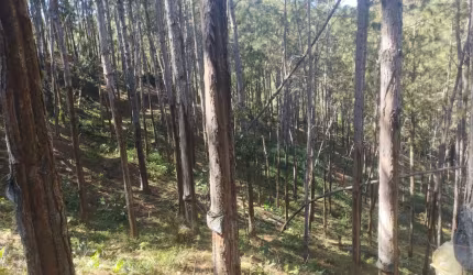 FAZENDA COM PINUS A VENDA NO ESTADO DE SÃO PAULO ?? ?   Área Total: 100 Alqueires ou 242,63 Hectares   Área em Pinus: 70 Alqueires ou 170 Hectares