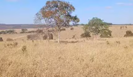 Fazenda Disponível pra Venda......No Estado de Goiás........No município de Luziania. Goiás......Valor da pedida 230.000.00 por Alqueires........ou ta