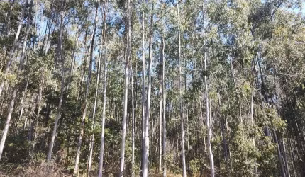 EUCALIPTO CITRIODORA A VENDA NA REGIÃO DE GARÇA-SP    30 Alqueires em Eucalipto  Espécie Citriodora 18 anos de idade  100% mecanizado  Grande Parte feito desbaste Floresta Uniforme Boa saída  Sai Bitr