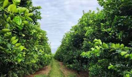 Fazenda de Luxo à Venda em Área Rural de São José do Rio Preto-SP: 3 Quartos, 1 Suíte, 3 Salas, 3 Banheiros, 5 Vagas - 1.219.680m²