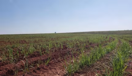 Fazenda à venda em Nova Granada-SP, Zona Rural: 1 quarto, 1 banheiro, 1.718.200,00 m² de área. Venha conferir!