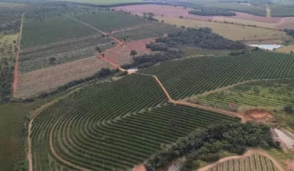 Fazenda de Laranjas 170 Alqueires   97 Alqueires em Laranja  Podendo Plantar mais 20 Alqueires   106.328,00 Pés de Laranja  Variedades: Pêra Rio, Folh