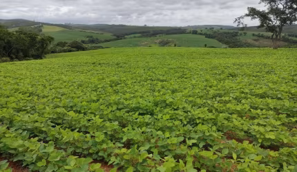 Sítio 20 Alqueires, Sendo 15 Alqueires em Plantio   Restante App, Reserva e Água   Terra Mista   Topografia levemente Ondulada e Decline sentido a Águ