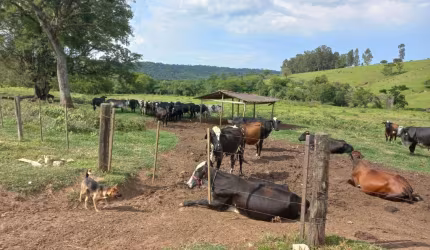 Fazenda 30 alqueires, atualmente  com gado leiteiro com a produção de 350 litros/dia, chegou a tirar 700 litros dias, Topografia: partes planas com pe