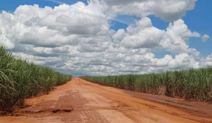 Fazenda  274 Alqueires 230 Alqueires em Cana Topografia Plana a Semi Plana Solo Mista a Vermelha Usina Viterra BioEnergia  Contrato até 2030  43,5 ton