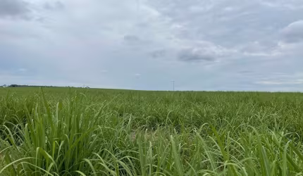 Fazenda 215 Alqueires, Área em Cana 135 Alqueires  30 Alqueires em pasto (planta cana) Arrendamento para Usina São Martinho  48 Toneladas  Contrato 20
