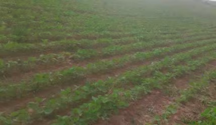 sítio com 12 alqueires em pilar do sul a 5 km do asfalto com documentação 100 %  uma casa ! Ótima Oportunidade de negócio