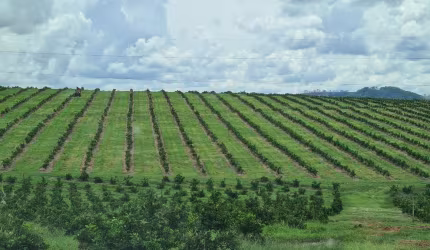 Fazenda 181 Alqueires, 141 Alqueires em Laranja, Topografia Plana e Levemente Ondulada, Terra Boa, Rica em Água, Depósitos, Fácil Acesso