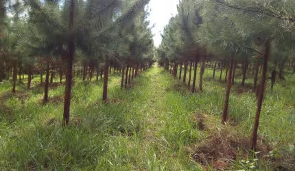 Fazenda 153 Alqueires, 95 Alqueires em Eucalipto, 28 Alqueires em Pasto, Casa Sede, Galpão, Curral, Casa de Caseiro, Ótima Localização