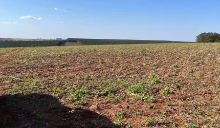 Fazenda 95 Alqueires, 60 Alqueires em Plantio, Dupla Aptidão, Solo Misto a Vermelho, Topografia Plana, Rica em Água com Açudes e Corregos, Galpão