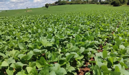 Fazenda 136 Alqueires, Plantado 110 Alqueires,Terra Mista Vermelha,Topografia Plana,Casa Sede e Caseiro,3 Barracões,Rico em Água com Açude e Nascentes