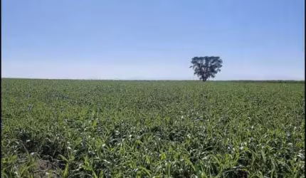 Fazenda 53 Alqueires, 12 Mil Pés de Laranja, 3 Mil Pés de Abacate, Planta 40 Alqueires, Rica em Água, 2 Casas, Ótima Localização