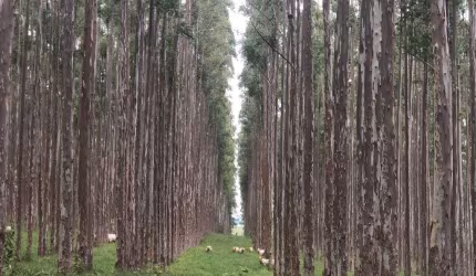 Fazenda 40 Alqueires em Eucalipto, Topografia Plana, 100% Mecanizável, Sem Benfeitorias, Ótima Localização