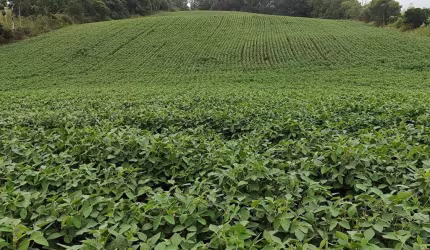 Fazenda 9 Alqueires   - 4 Alqueires em Plantio  - Restante em Pasto, Reserva e App  - Boa Topografia  - Terra Mista   - Córrego nos Fundos   - 10 km d