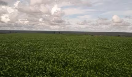 Fazenda 986 Alqueires, 227 Alqueires em Área Plantada, 206 Alqueires em Pastagem, Casas Sede e Funcionarios, Curral Completo, Barracões, Poços