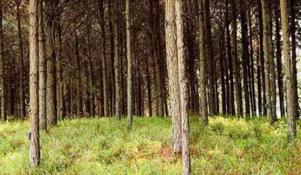 Fazenda 96 Alqueires, 35 Alqueires em Pinus, Rico em Água com Açudes e Rio, Topografia Boa, 10 Alqueires em Eucalipto, Casas Sede e Caseiro, Barracão