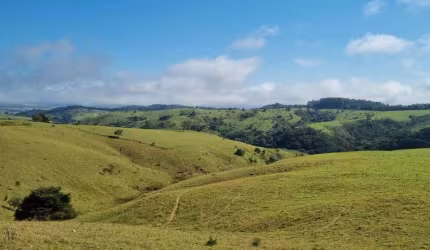 Fazenda 162 Alqueires, 116 Alqueires em Pasto, 8 Alqueires em Lavoura, Casa Sede, Casa de Caseiro, Galpão, Topografia Ondulada, Terra Mista