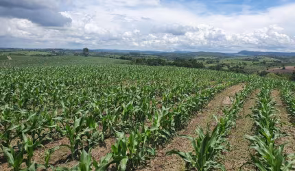 Fazenda 125 Alqueires, Aproveitamento de 70% em Lavoura, Solo Misto, Boa de Água com Rio, 80% de Aproveitamento em Eucalipto, Casa Sede