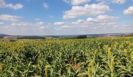 Sítio 22 Alqueires, Rico em Água, 3 Casas, Curral, 8 Alqueires em Área de Plantio, Planta-se 15 Alqueires, Terra Vermelha, Topografia Plana,