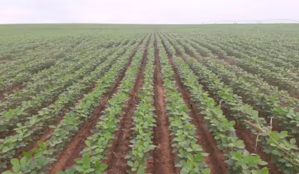 Fazenda 1065 Alqueires, 700 Alqueires de Capim, 100 Alqueires de Soja, Milho, Rica em Água com Rio, Confinamento para 500 Bois, Ótima Localização