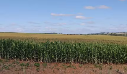 Sítio 28 Alqueires, Rico em Água com Açude, Acesso Asfaltado, 25 Alqueires em Plantio, Topografia Plana, Terra Vermelha, Casa de Caseiro