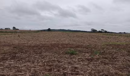 Sítio 13,5 Alqueires, 9,5 Alqueires Plantado, Terra Vermelha, Topografia Plana, Ribeirão, Sem Benfeitorias, Ótima Localização
