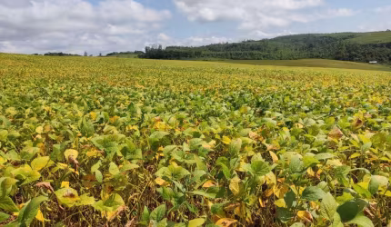 Sítio 4 Alqueires Plantado 3,5 Alqueires, Ótima Localização