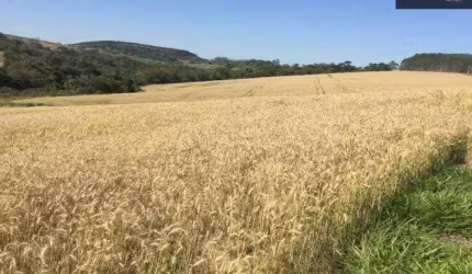 Fazenda 67 Alqueires, Rica em Água com Lagos e Nascentes, 35 Alqueires Plantados, Dupla Aptidão, Topografia Boa, Terra Mista e Vermelha, Casa Simples
