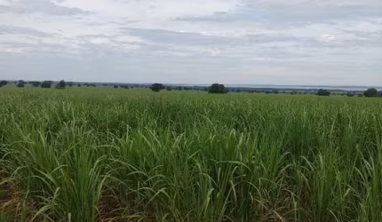 EXCELENTE FAZENDA COM CANA EM PANORAMA-SP ??   Área Total 272 Alqueires   80% em Cana  Restante Reserva e App   Arrendada a 42 toneladas por alqueir