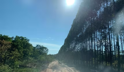 FAZENDA COM EUCALIPTO A VENDA EM MINAS GERAIS - MG ??   - localizada em Brasilândia-MG * Área Total 14.600 Hectares  * 800 Hectares no ponto de cort