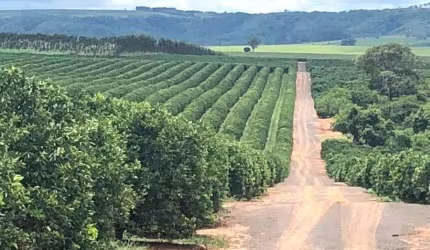 Fazenda 350 Alqueires, 280 Alqueires em Laranja   * 420.000 Mil Pés de Laranjas  * 33% Plantado: Hamilin, Rubi e Peneaple  * 33% Plantado: Média