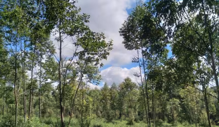 Sítio 10 Alqueires, Rica em Água com Corrego, Planta 5 Alqueires em Eucaliptos, Sem Benfeitorias, 10 Km da Cidade