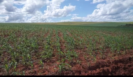 Fazenda 152 Alqueires, Boa de Água com Riachos e Poços Naturais, 110 Alqueires em Área Plantada, 12 Alqueires em Pasto, Casa Sede e Caseiro, Galpão