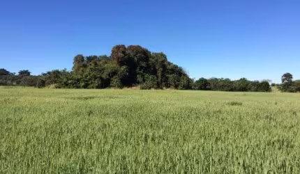 Sítio 39 Alqueires, Rica em Água com Ribeirão na Divisa, 23 Alqueires em Área Plantada, Terra Mista, Topografia Plana, Sem Benfeitorias