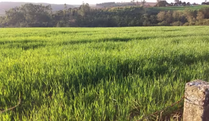 Fazenda 46 Alqueires, Rica em Água com Rio, 22 Alqueires em Plantio, 10 Alqueires em Eucalipto, Aproveitamento de 70%, Casa Sede e Casa de Caseiro