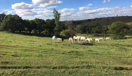Granja 2 Alqueires, Casa Sede, 2 Galpões, Comporta 12 Mil Frangos, Totalmente Automatizada, Poço Artesiano