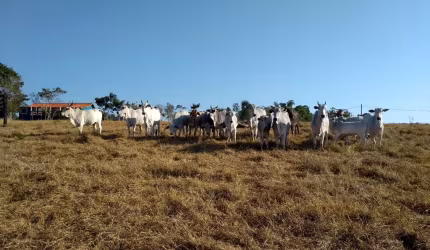 Sítio 14,21 Alqueires, Casa Sede com 196m2, 3 Dormitórios, 2 Banheiros, Pomar, Divisa com Rio, Poço Caipira, 400 Arvores de Eucalipto,
