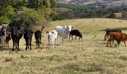 Sítio 6 Alqueires, Água Corrente, 2 Casas Simples, Terra Preta Muito Boa